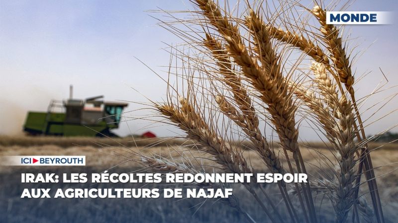 Irak: les récoltes redonnent espoir aux agriculteurs de Najaf