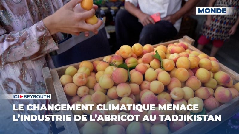 Le changement climatique menace l’industrie de l’abricot au Tadjikistan