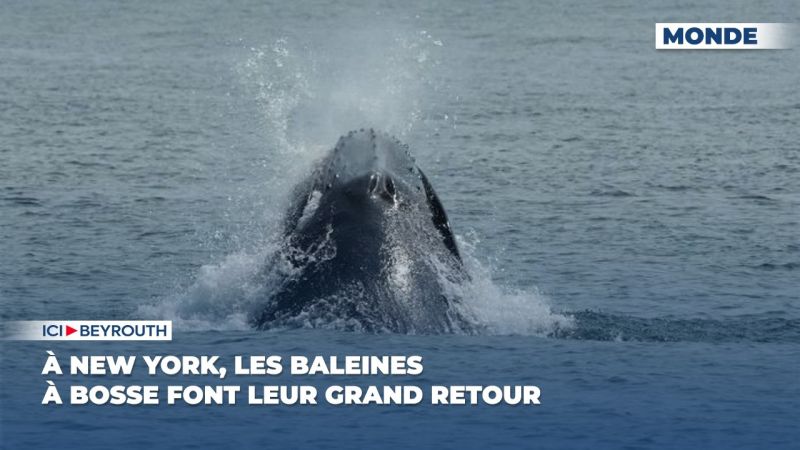 À New York, les baleines à bosse font leur grand retour