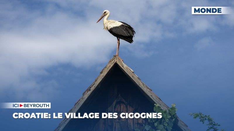 Croatie: le village des cigognes