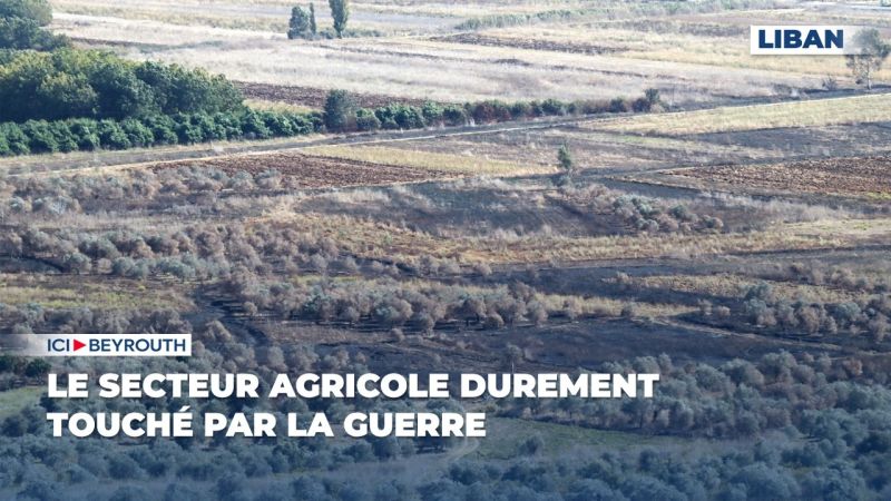Liban: le secteur agricole durement touché par la guerre