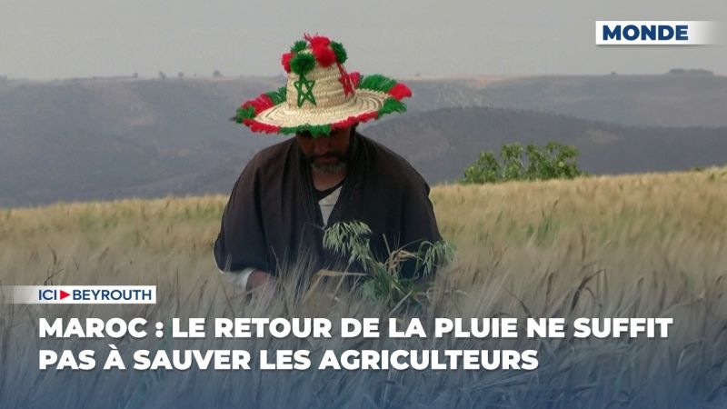 Maroc : le retour de la pluie ne suffit pas à sauver les agriculteurs