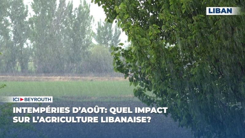 Intempéries d’août: quel impact sur l’agriculture libanaise?