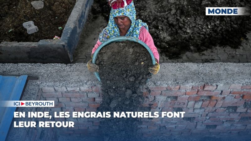 En Inde, les engrais naturels font leur retour