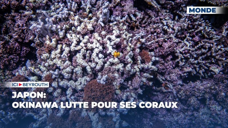 Japon: Okinawa lutte pour ses coraux