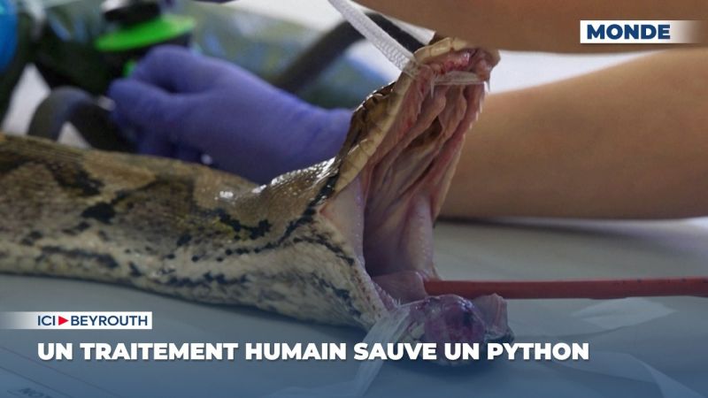 Un traitement humain sauve un python