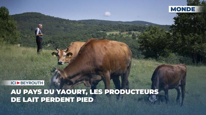 Au pays du yaourt, les producteurs de lait perdent pied